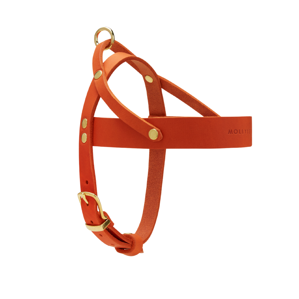 Butter Leather Dog Harness - Mango by Molly And Stitch US