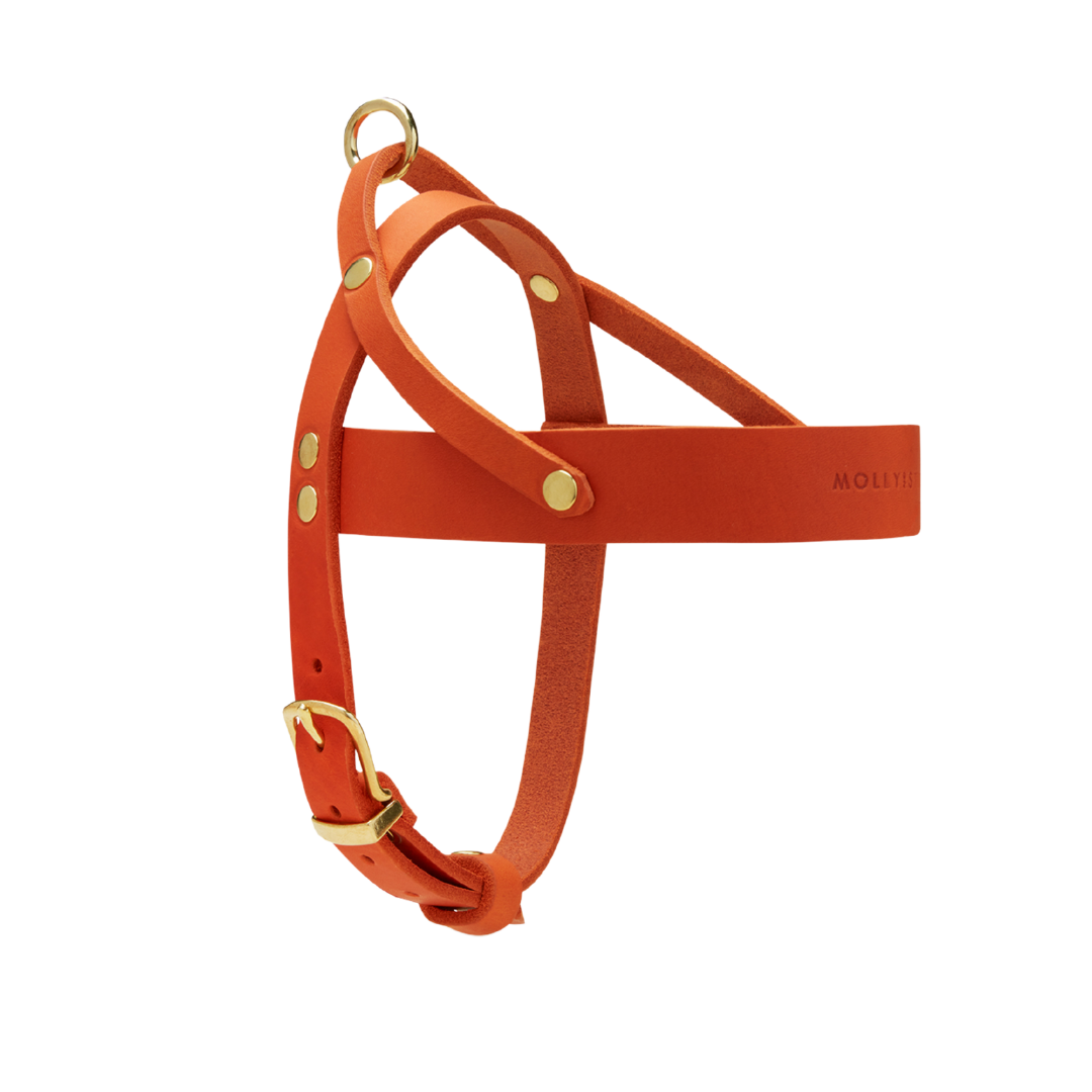 Butter Leather Dog Harness - Mango by Molly And Stitch US