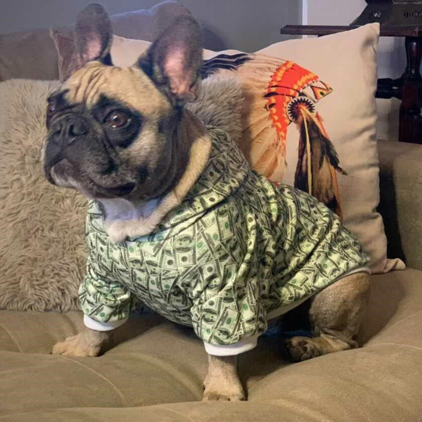 Money Print Dog Hoodie - Furr Baby Gifts