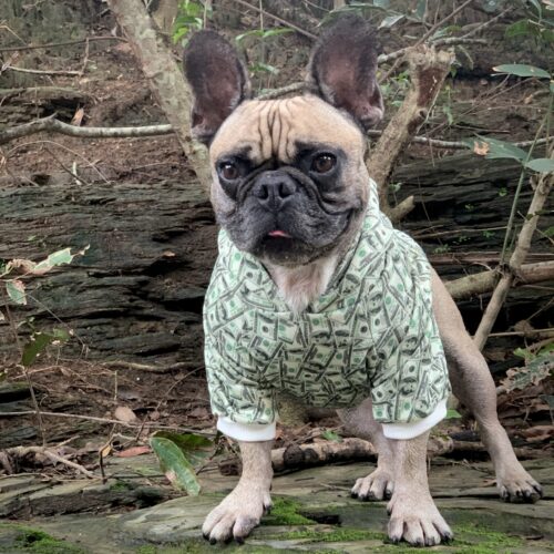 Money Print Dog Hoodie - Furr Baby Gifts
