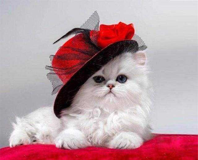 Red Hat Cat Paint By Numbers Kit